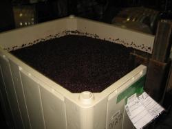 Whitehawk fruit awaiting pressing