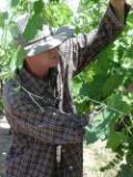 Sonoma Wine Guy