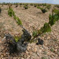The vines in Rueda, Spain