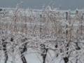 View user profile. wineguy's picture
