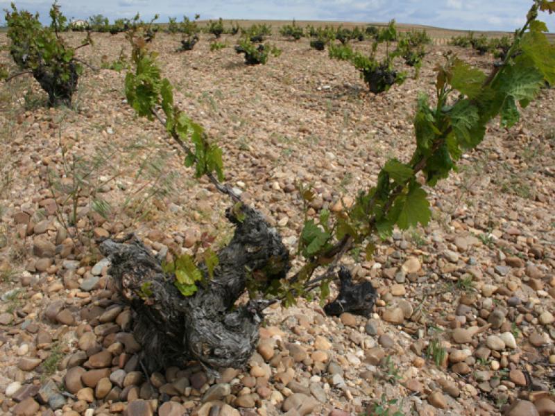 The vines in Rueda, Spain