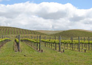 Carneros 