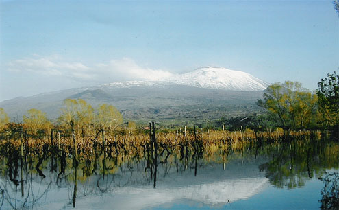 Gurrida Winery Vineyard (Click Image to Enlarge)