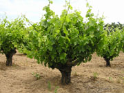 Old vines from Pellegrini Vineyard (Russian River Valley)