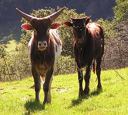 Benziger Cattle (click to enlarge)