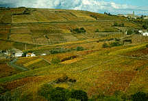 Exploring Beaujolais