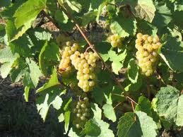 The Vouvray Region Of Frances Loire Valley The Home Of