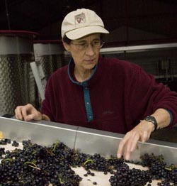 Merry Edwards Sorting Grapes 