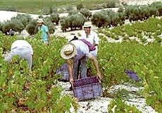 Montilla Vineyard