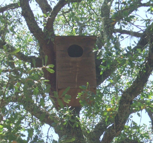 Quintessa Owl House (Click Image to Enlarge)