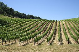 Pahlmeyer Vineyards (click to enlarge)