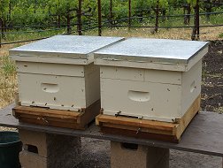 Bees at Spann (click to enlarge)